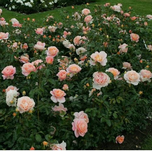 Broskyňovoružová - Stromkové ruže,  kvety kvitnú v skupinkáchstromková ruža s kríkovitou tvarou koruny